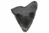 Juvenile Megalodon Tooth - South Carolina #259583-1